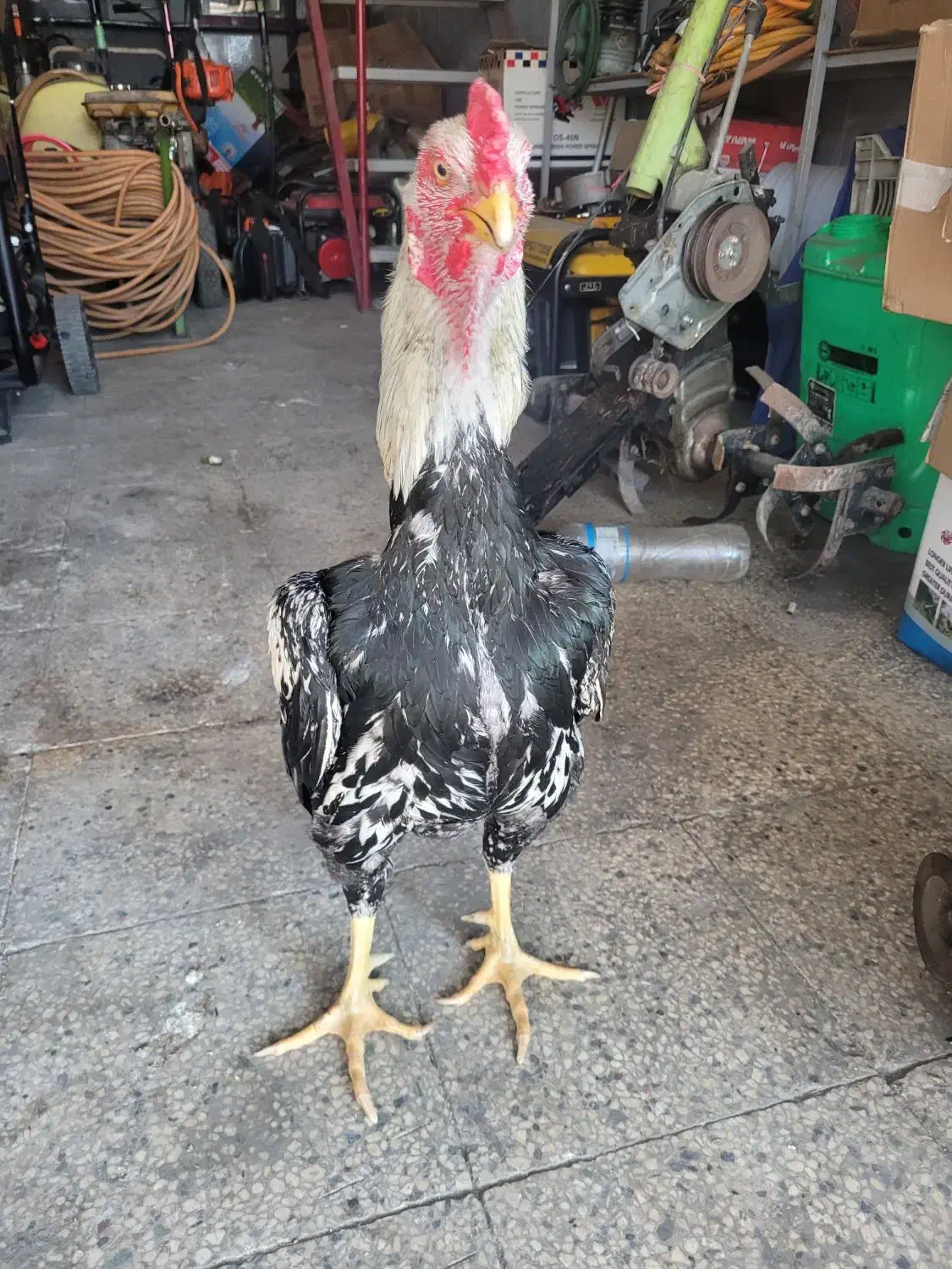 خروس لاری|حیوانات مزرعه|بابل, |دیوار