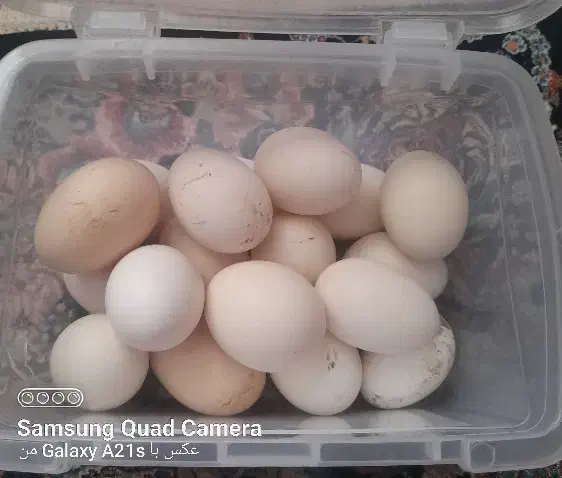 تخم مرغ گلین نطفه دار|حیوانات مزرعه|زرند, |دیوار