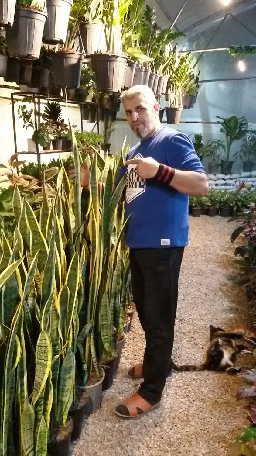 گل گیاه هدیه گلخانه روزمادر گلدان گلدون آپارتمانی|گل و گیاه طبیعی|مشهد, شهید بهشتی|دیوار