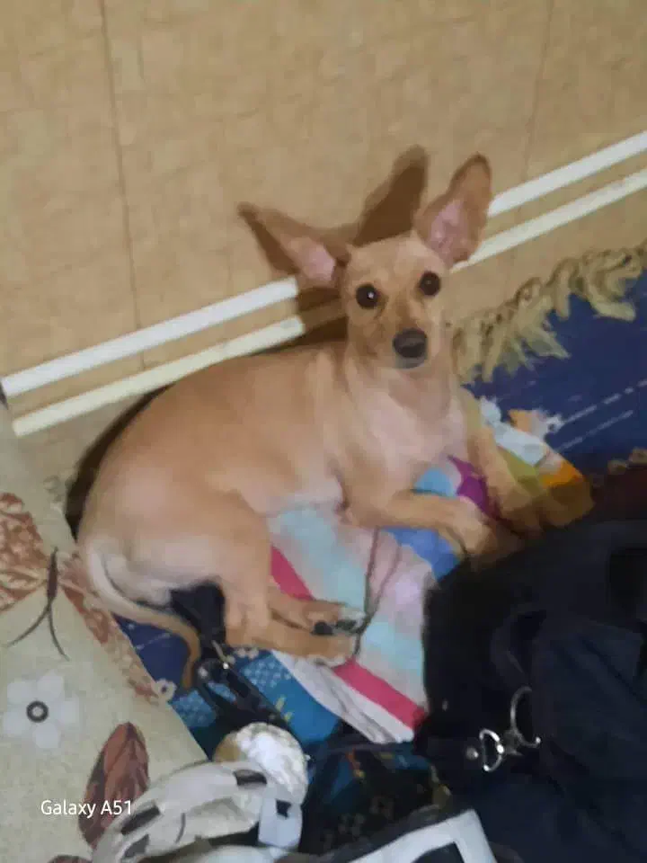 گمشده، حصارسرخ شاندیز، مژدگانی ۱۰م|حیوانات|مشهد, دانشجو|دیوار