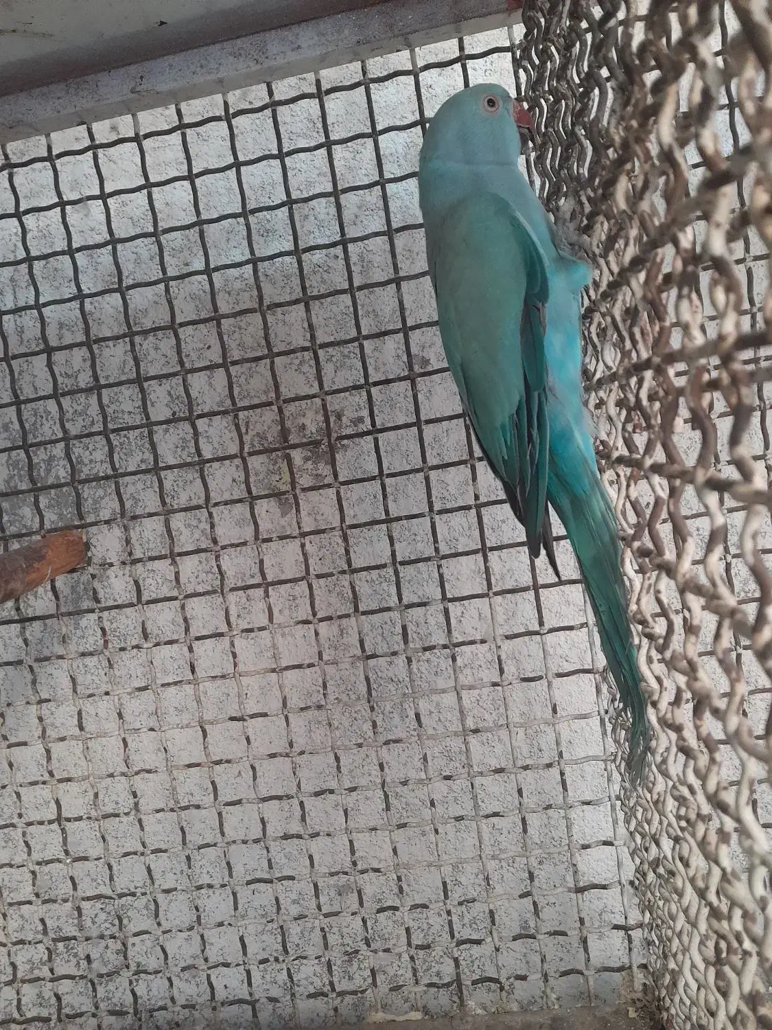 طوطی|پرنده|لامرد, |دیوار