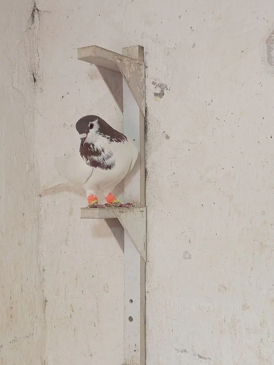 نریال|پرنده|یزدان شهر, |دیوار