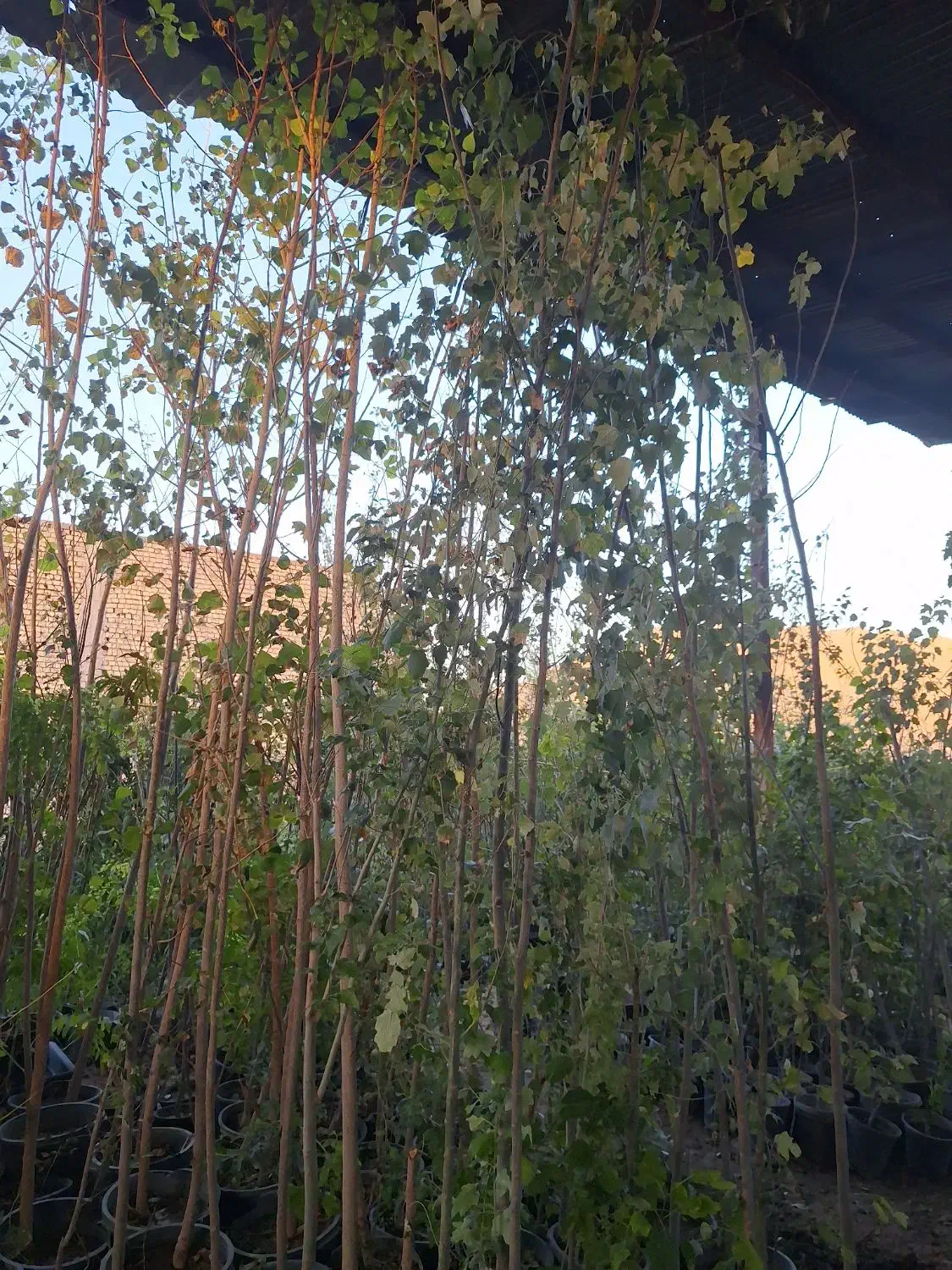 البالو و گیلاس و البالو مجاری|خدمات باغبانی و درختکاری|فلاورجان, |دیوار