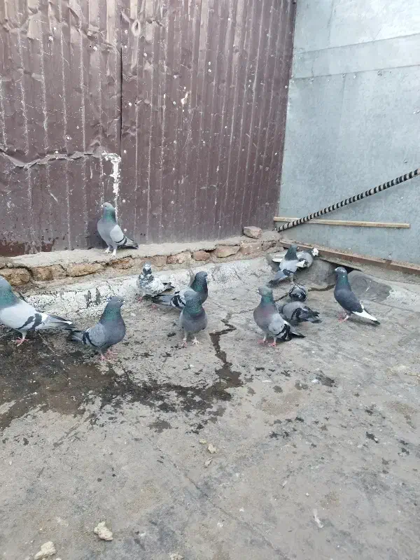 پرنده|پرنده|اردبیل, |دیوار