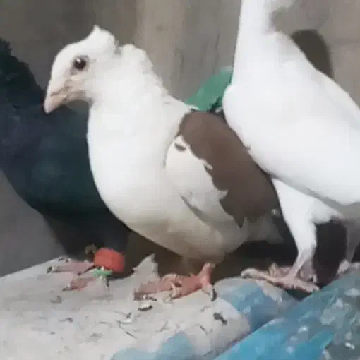 پشت کوویتی ماده|پرنده|قائن, |دیوار