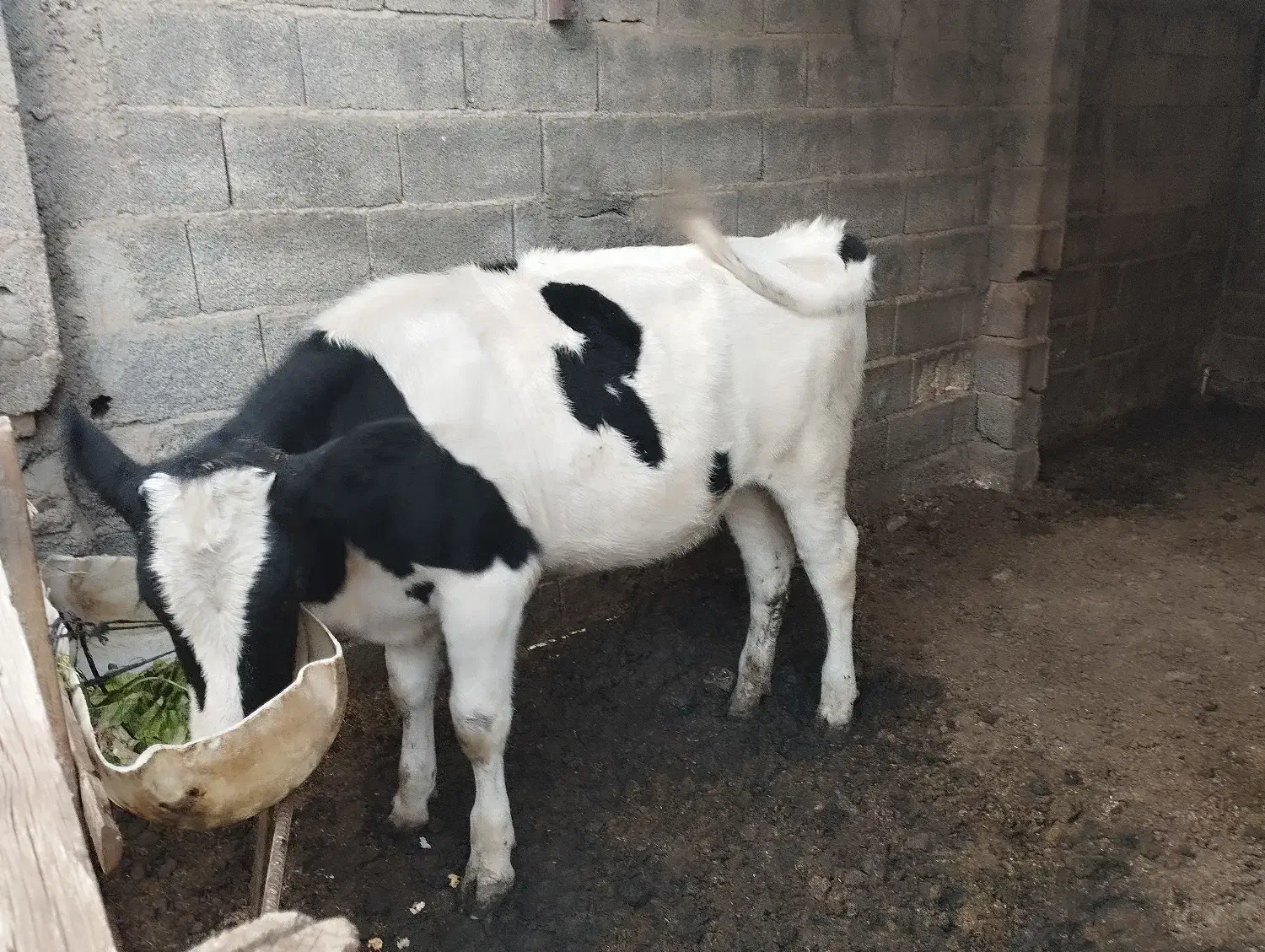 گوساله هولشتاین|حیوانات مزرعه|بندر ترکمن, |دیوار