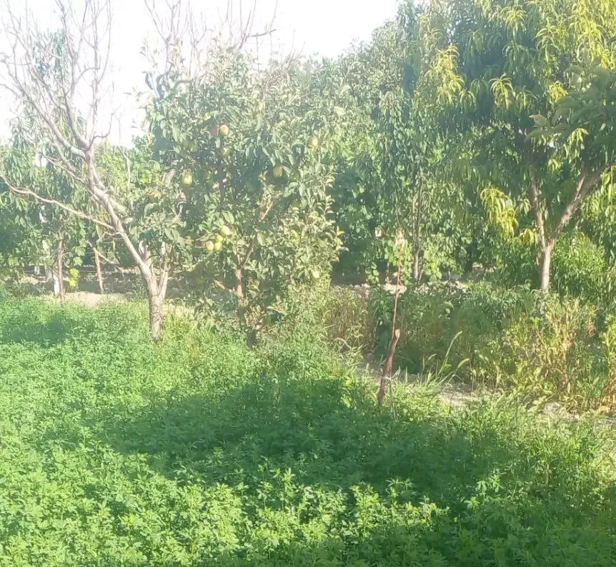 باغچه|فروش زمین و ملک کلنگی|نوشین شهر, |دیوار