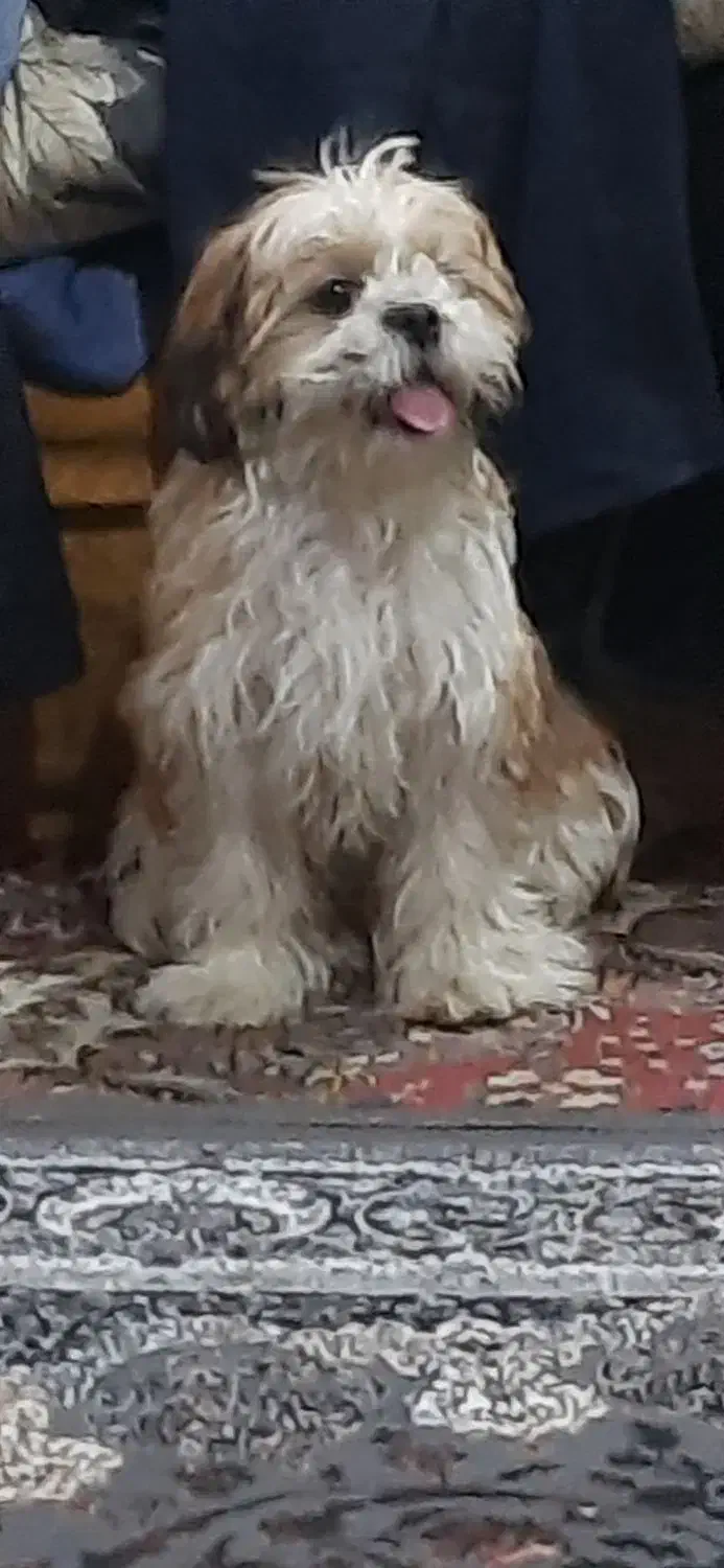 یک جفت سگ دو قلو نر و ماده 7 ماهه شیتزو|سگ|دوگنبدان, |دیوار