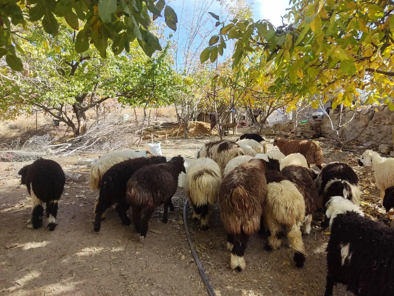 بره برای صادرات وپروار|حیوانات مزرعه|درب بهشت, |دیوار