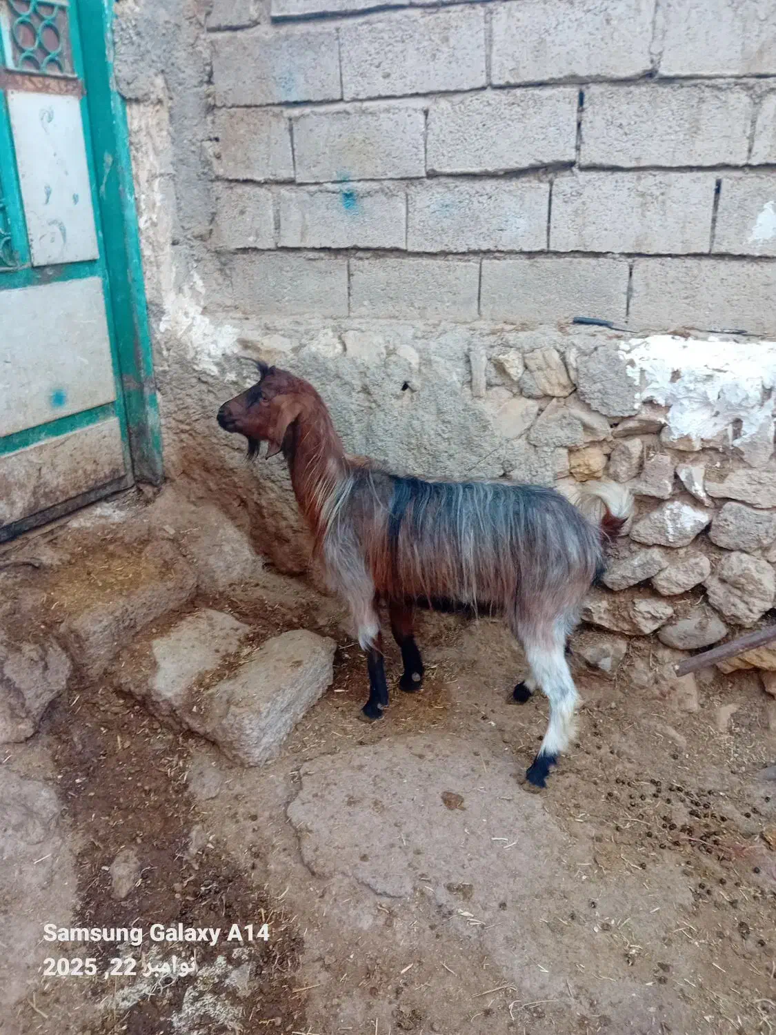 ۱عددبز جوان کویر گوشتی برای قربانی وزن ۳۵کیلو|حیوانات مزرعه|اردبیل, |دیوار