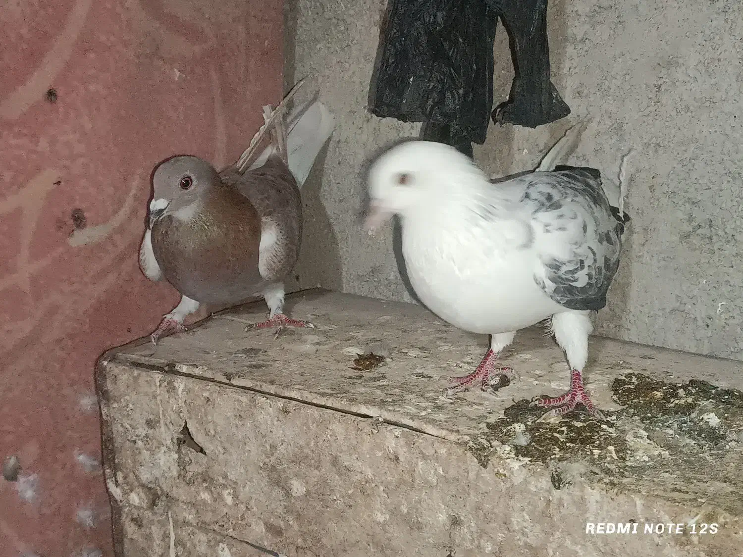 تکپر و دورگ کبوتر مال علی آباد|پرنده|خان ببین, |دیوار