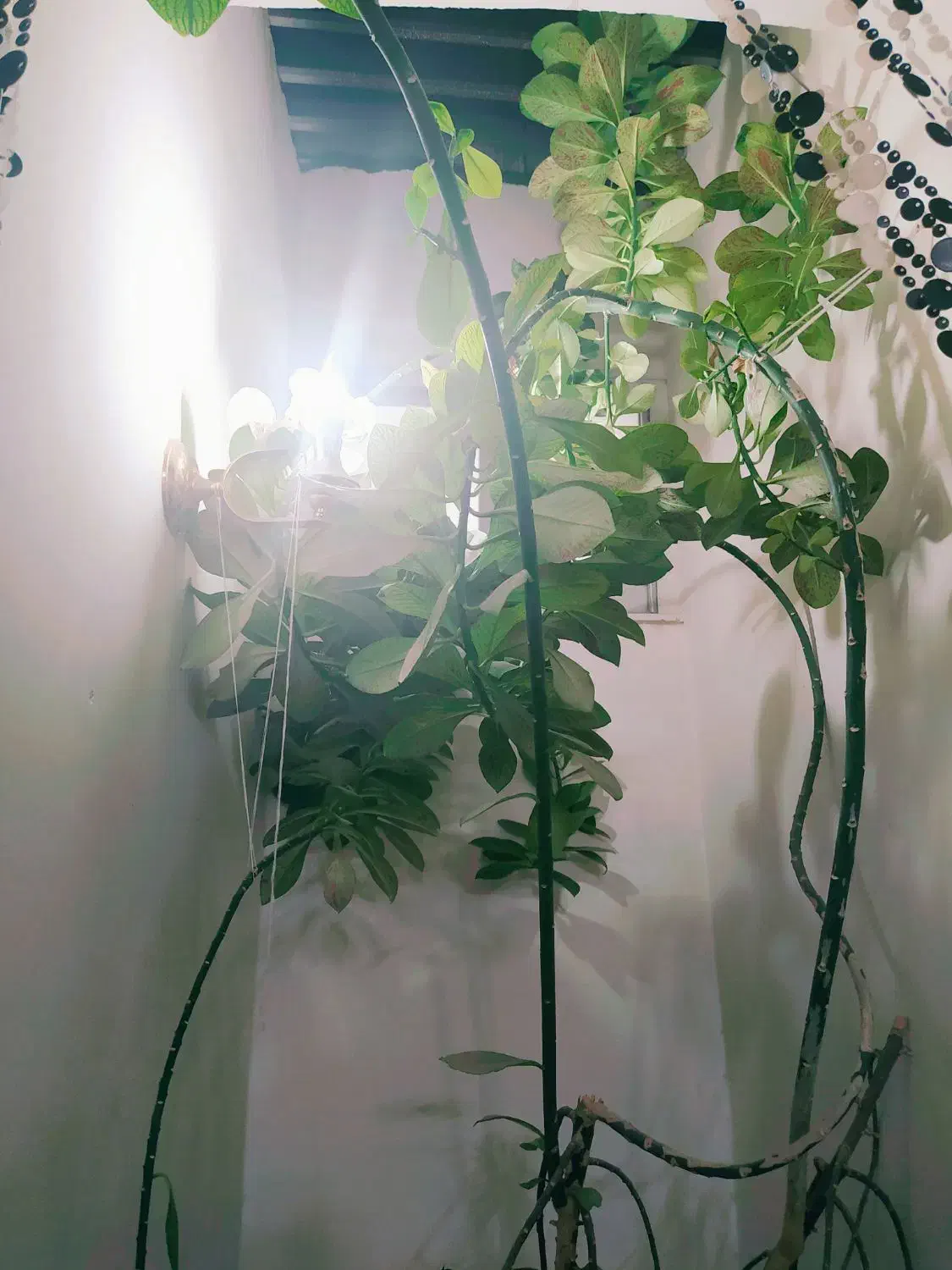 گیاه فردوس|گل و گیاه طبیعی|فولادشهر, A4|دیوار