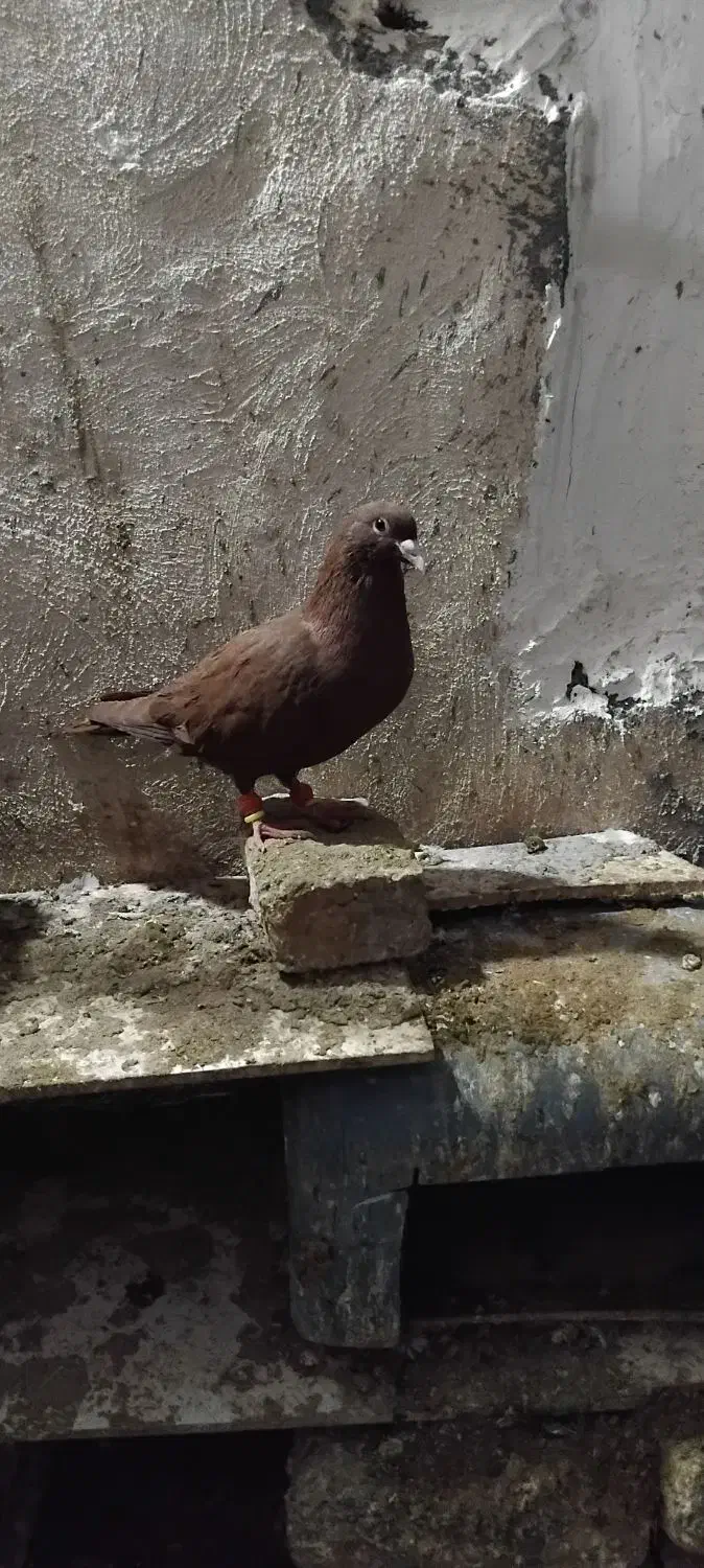 جفت  عتیقه کرمانی|پرنده|تربت‌حیدریه, بالا ولایت|دیوار