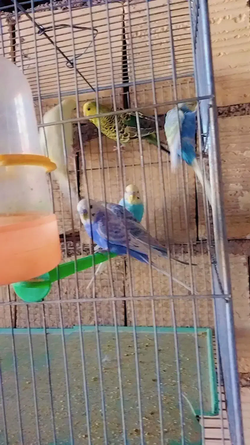 مرغ عشق اسپانگل ورینبو|پرنده|شیراز, حجت آباد|دیوار