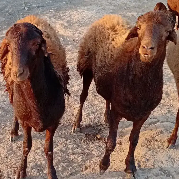 بره قوچ همو|حیوانات مزرعه|باشتین, |دیوار