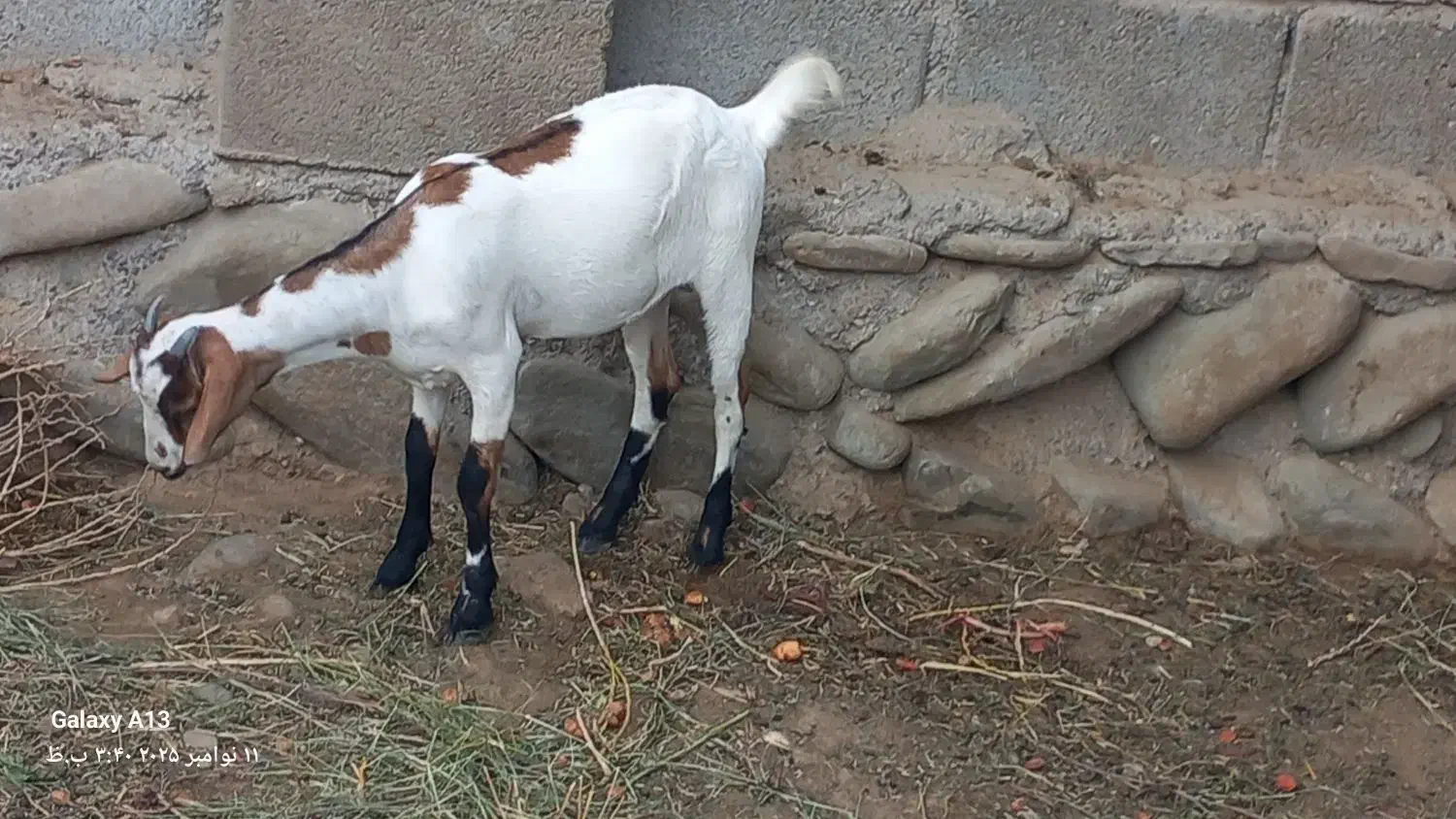 فروش کهره|حیوانات مزرعه|میناب, |دیوار