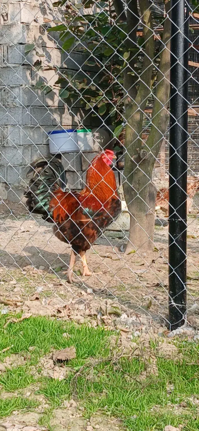 ۳ تا خروس دورگه گلین لاری|حیوانات مزرعه|زرگرشهر, |دیوار