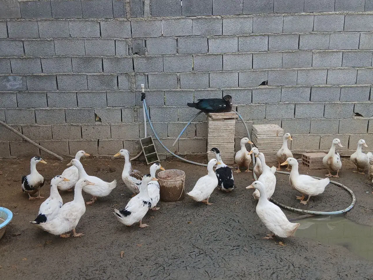 بگ بگی، اردک|حیوانات مزرعه|بهنمیر, |دیوار