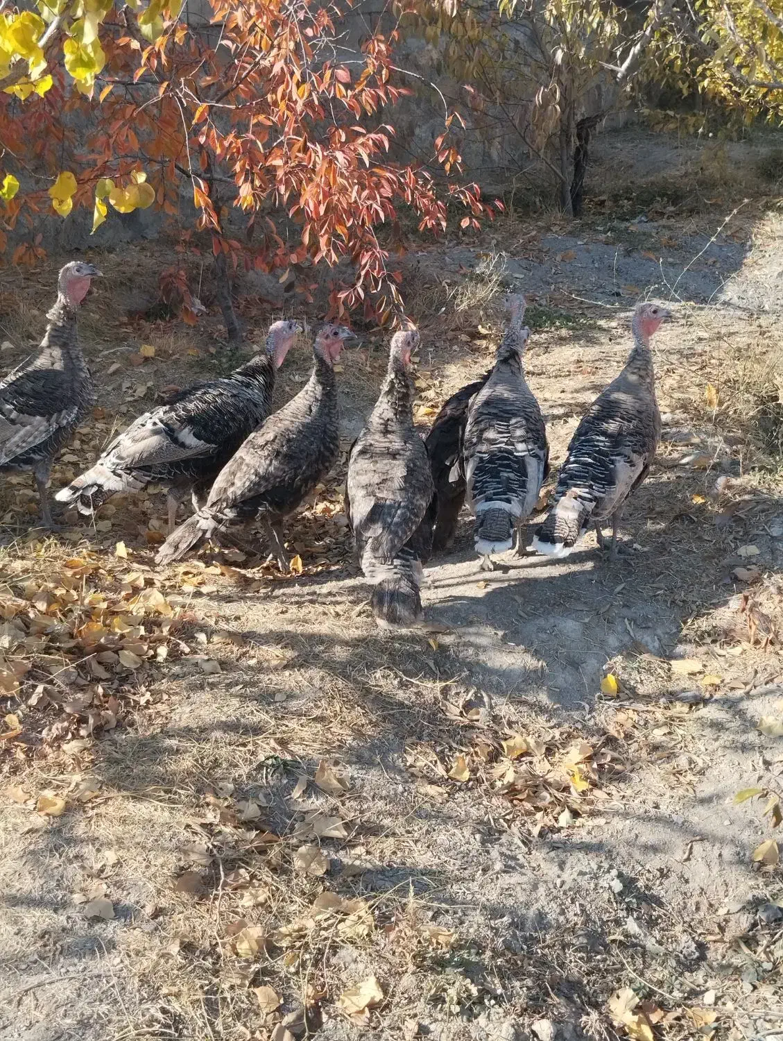 بوقلمون.خانگی|حیوانات مزرعه|صومای برادوست, |دیوار