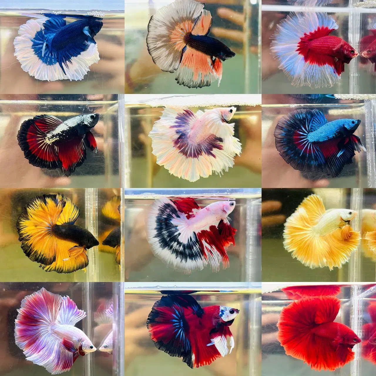 انواع ماهی فایتر بتا وارداتی تایلند|ماهی|کرمانشاه, |دیوار