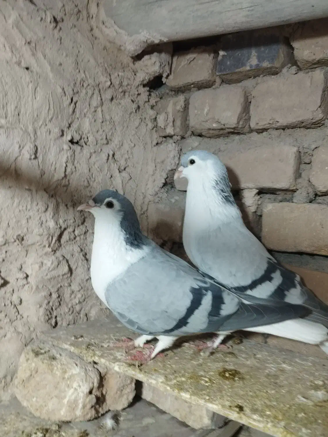 کبوترساده|پرنده|زبرخان, |دیوار