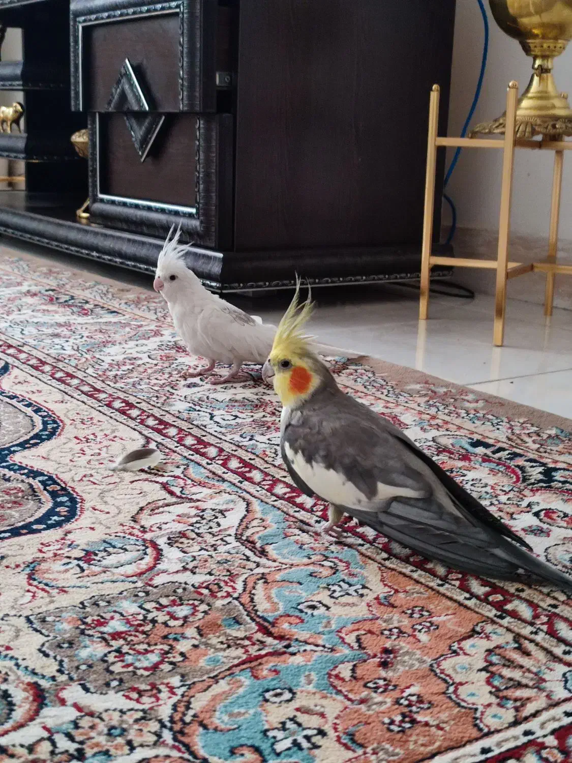 یک جفت عروس هلندی|پرنده|ملایر, |دیوار