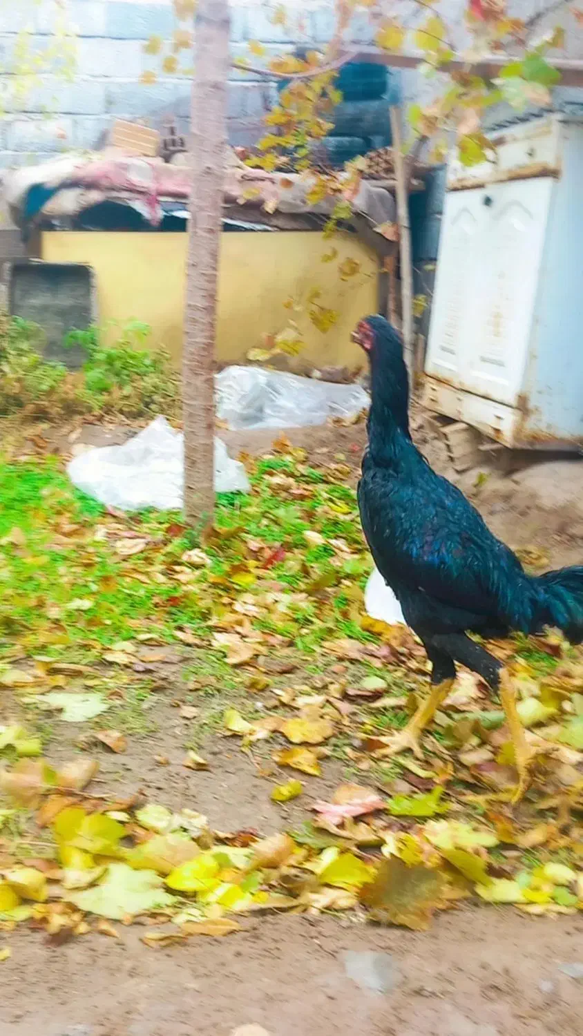 خروس لاری|حیوانات مزرعه|آذرشهر, |دیوار