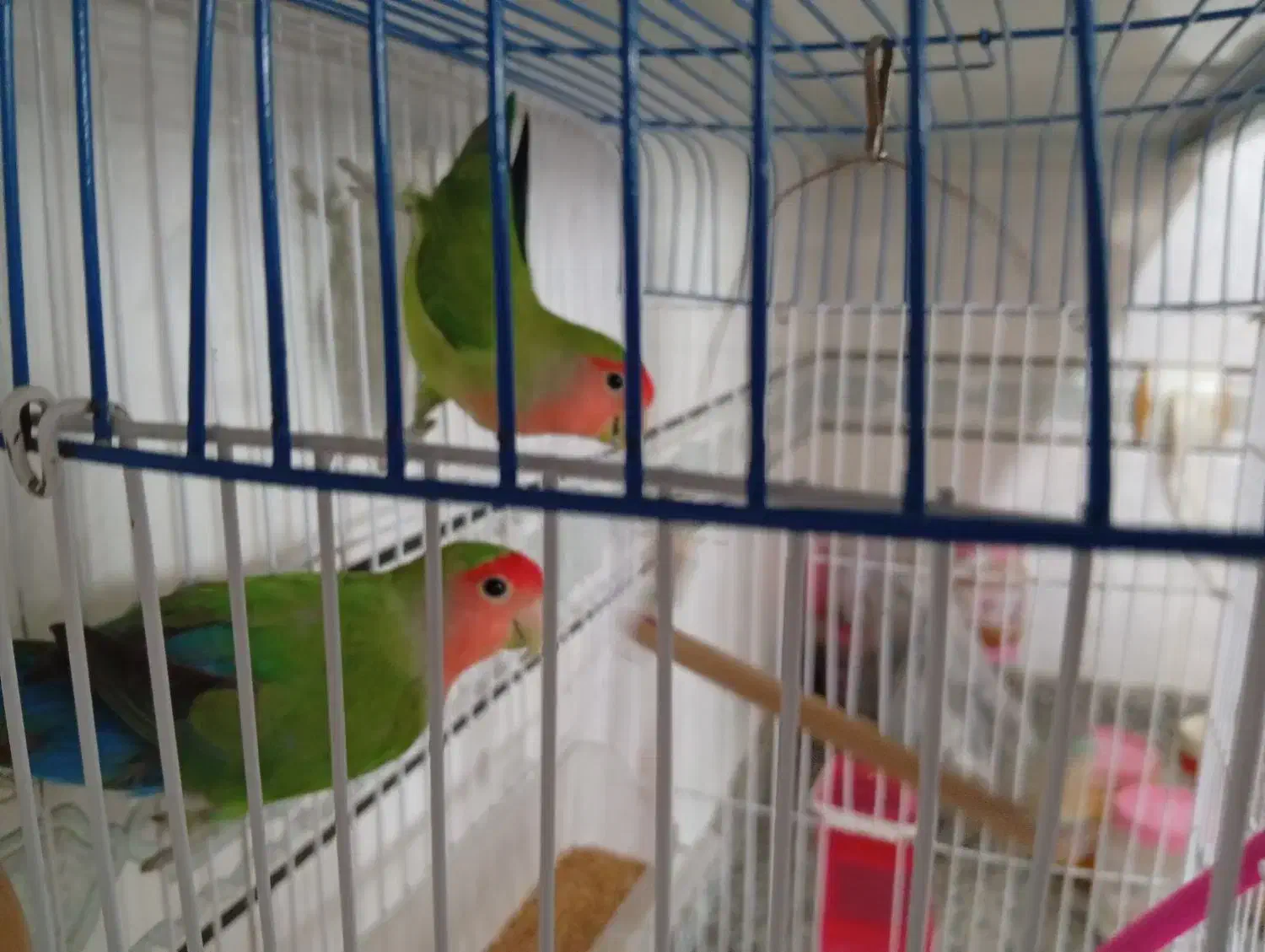 یکجفت کوتوله برزیلی نر و ماده|پرنده|اقلید, |دیوار