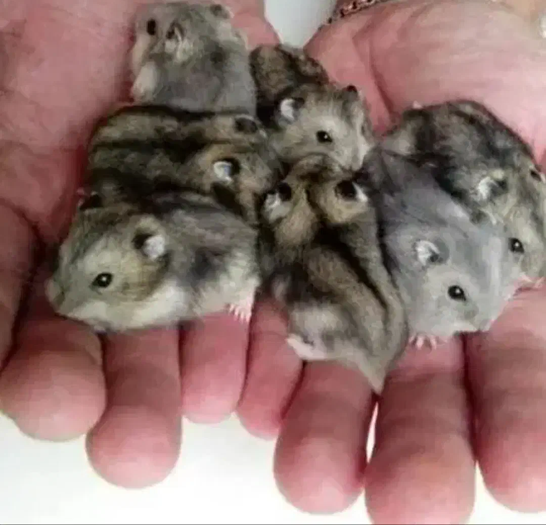 دنیای همستر در مرکز اصلی جوندگان.متن اگهی مهم است|موش و خرگوش|اصفهان, بهاران|دیوار