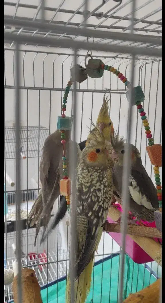 عروس هلندی سرلاکی همه نژاد|پرنده|قم, نوبهار|دیوار