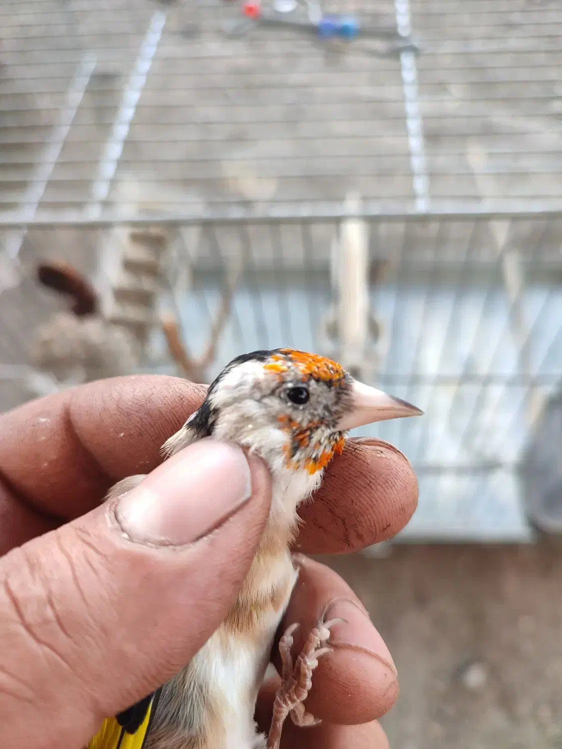 سهره جوجه قفس سال|پرنده|کرمانشاه, |دیوار