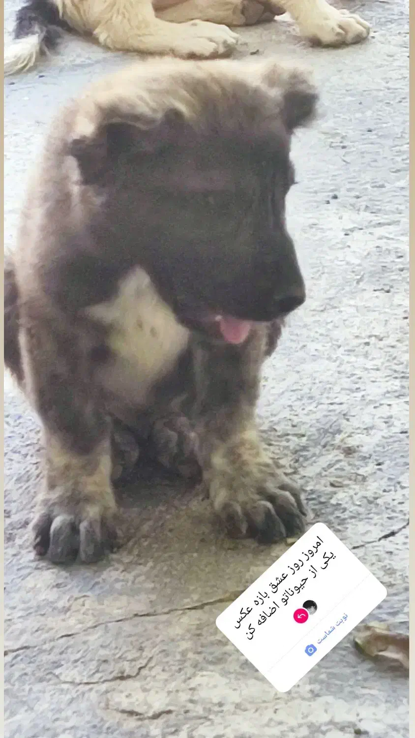 سگ لاس سه ساله آدمی|سگ|کیار, |دیوار