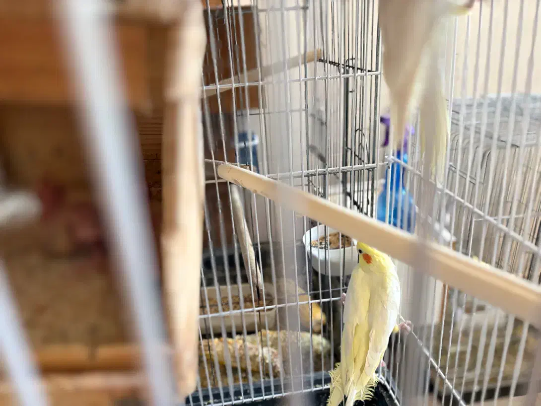 جفت عروس هلندی با جوجه|پرنده|بندرعباس, |دیوار