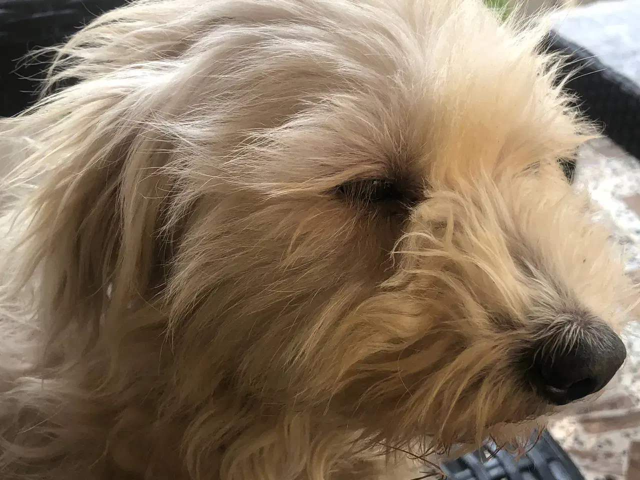 سگ خوشکل|سگ|خمام, |دیوار