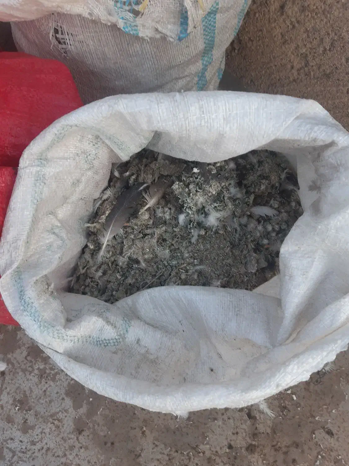 کودکبوتر سه گونی|گل و گیاه طبیعی|الوند, |دیوار