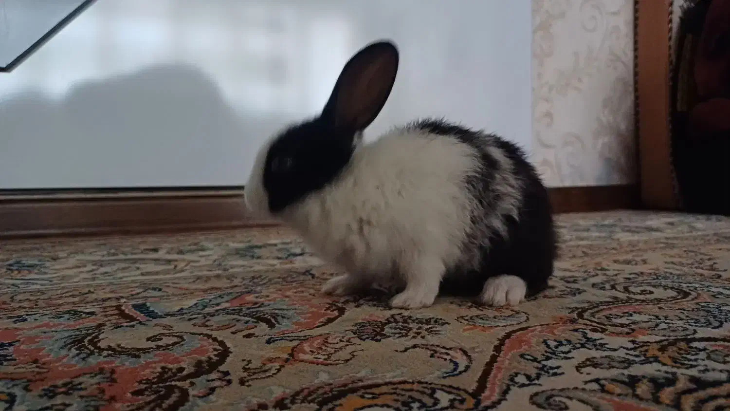 خرگوش|موش و خرگوش|تبریز, |دیوار