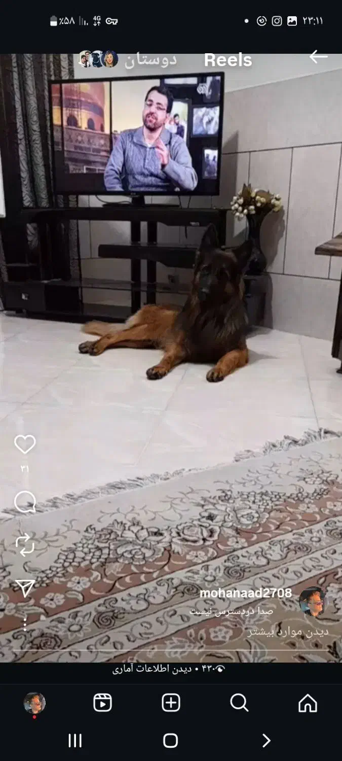 ژرمن نر یکسال گذشته گم شده|سگ|سیرجان, |دیوار