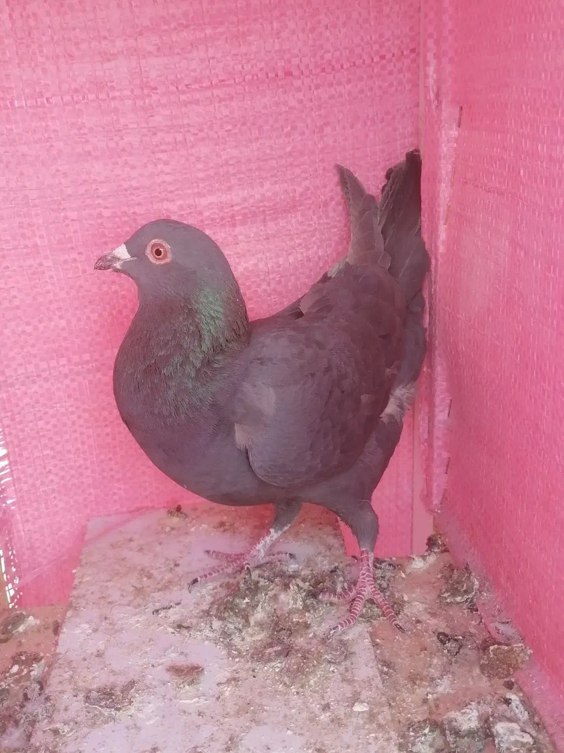 کفتر صید|پرنده|مشهد, مشکینی (شهرک غرب)|دیوار