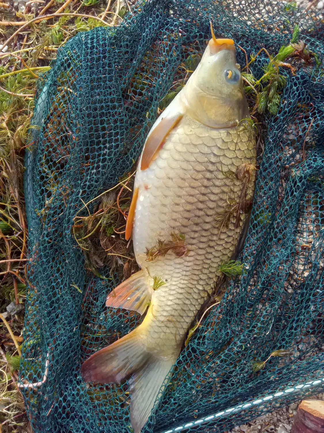 تور دامی ده متری|ماهیگیری|اردل, |دیوار