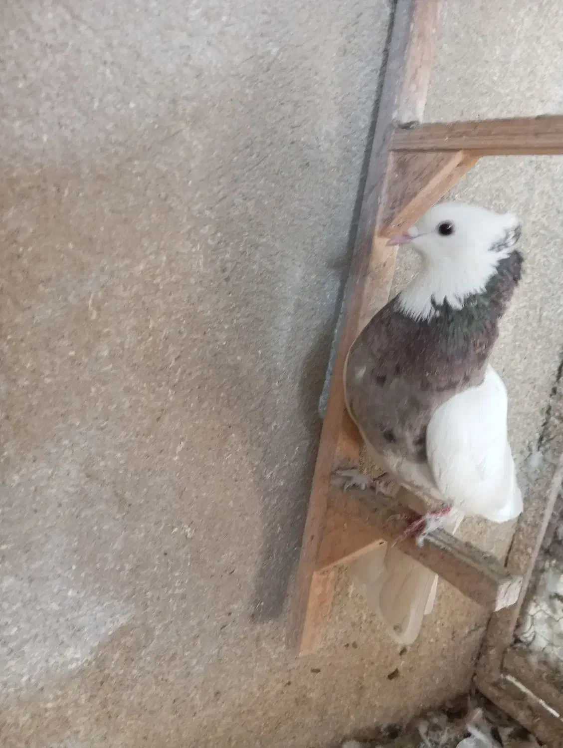 کبوتر بهبهانی ساتن معاوضه فقط با قناری سهره نر|پرنده|شیراز, لاله|دیوار