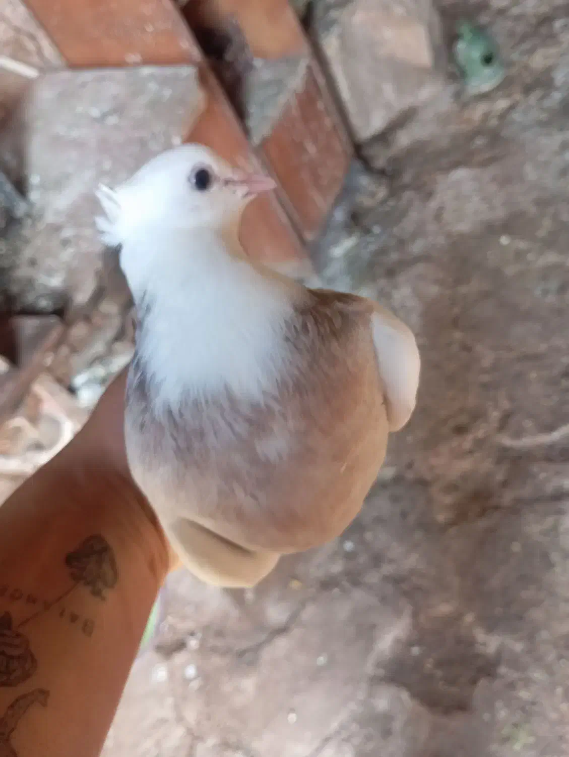 طوقی.‌ زاغ|پرنده|مسجد سلیمان, |دیوار