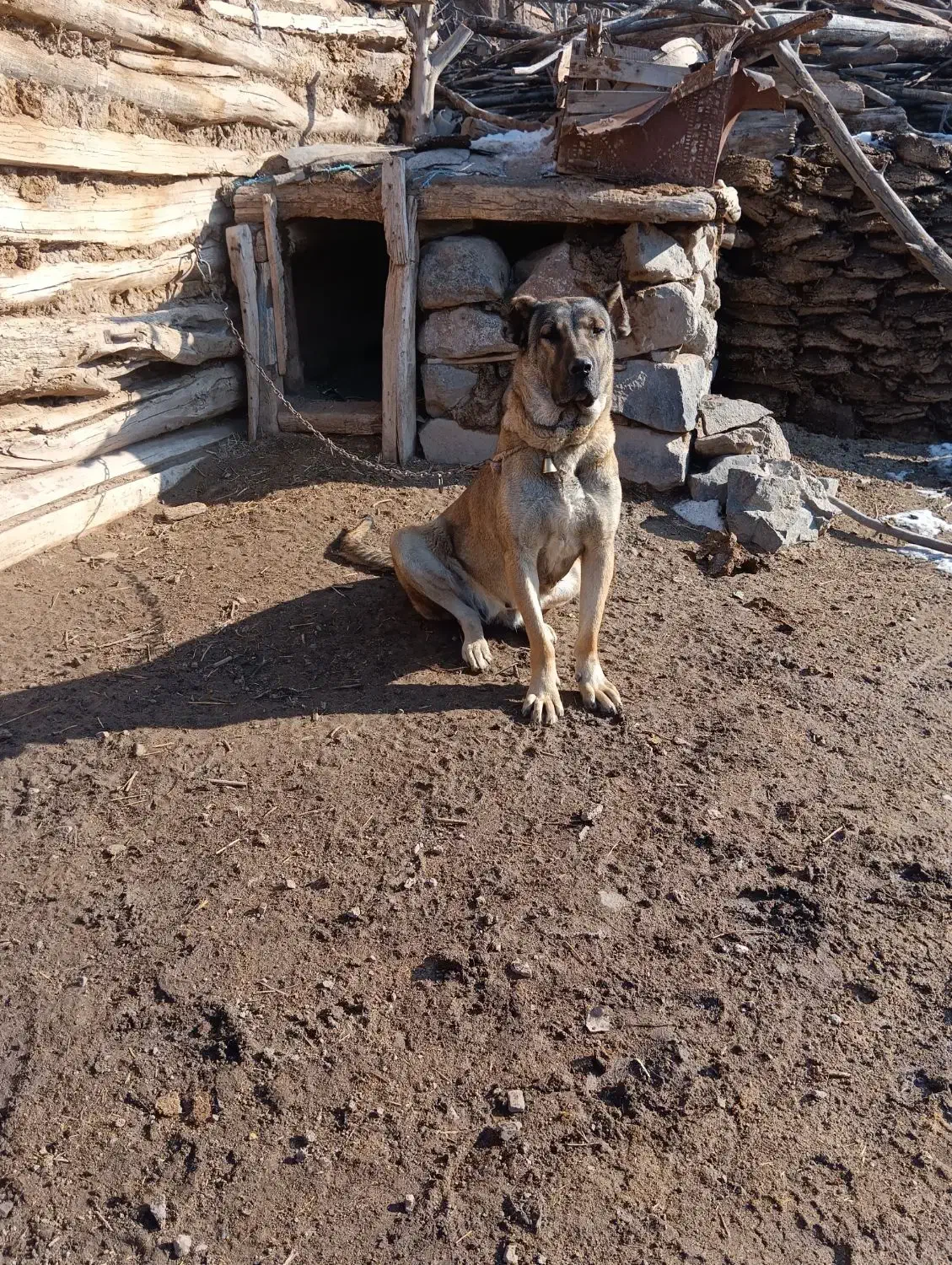 واگذاری|سگ|سراب, |دیوار