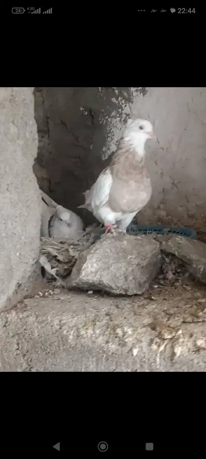 کبوتر طوقی ماده ( چهار عدد )|پرنده|کرمانشاه, |دیوار