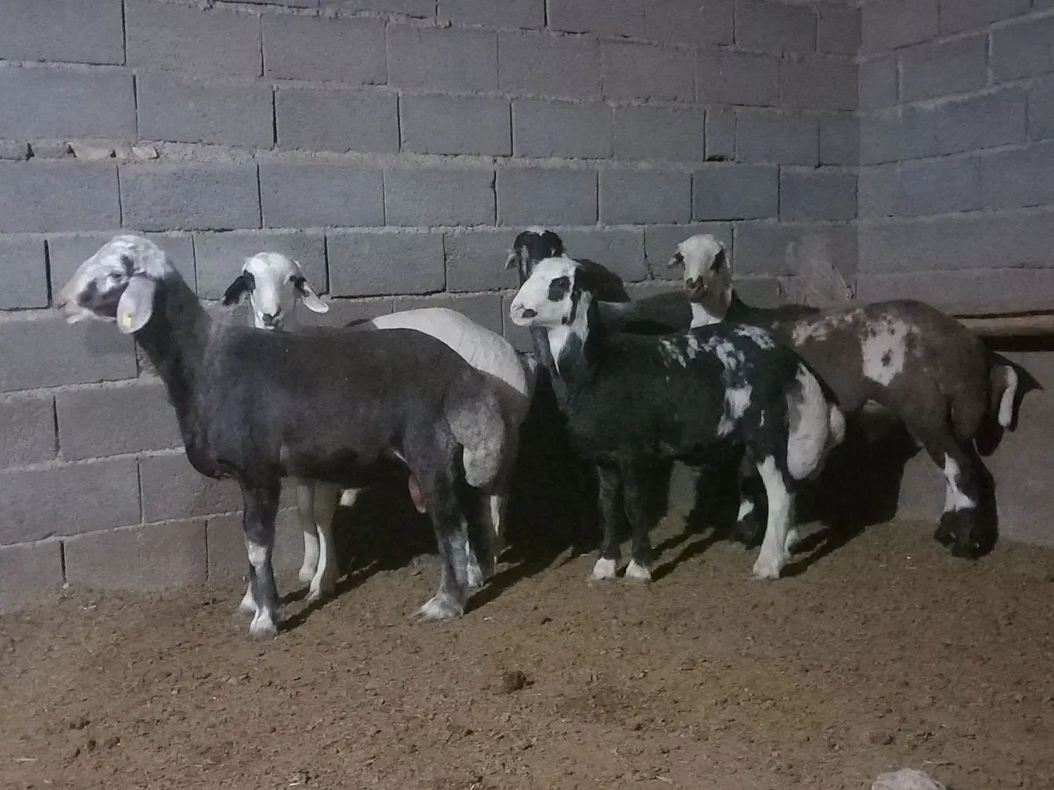 بره قوچی|حیوانات مزرعه|فریمان, |دیوار