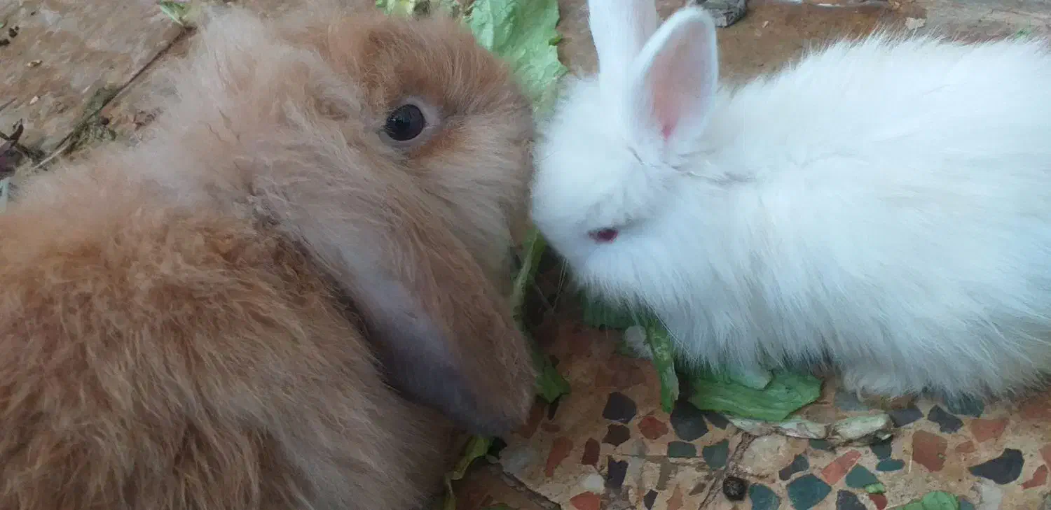 حراج بچه خرگوش لوپ اصیل و بسیار اهلی وباهوش|موش و خرگوش|دزفول, |دیوار