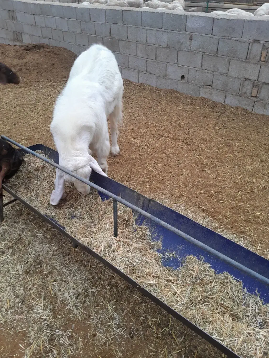 بز نر پاکستانی|حیوانات مزرعه|شریفآباد, |دیوار