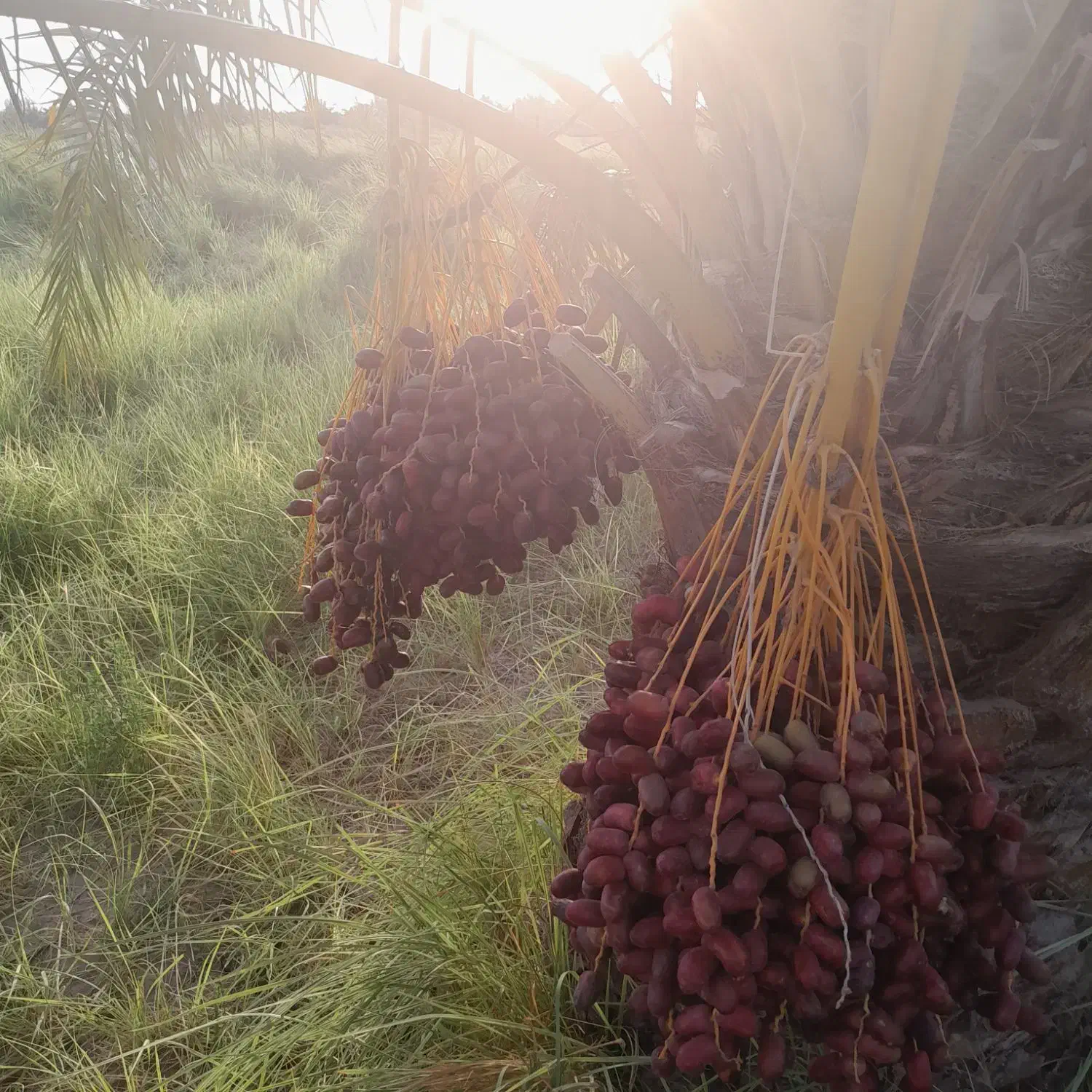 فروش یا اجاره آب و زمین کشاورزی|فروش دفتر صنعتی، کشاورزی، تجاری|ریگان, |دیوار