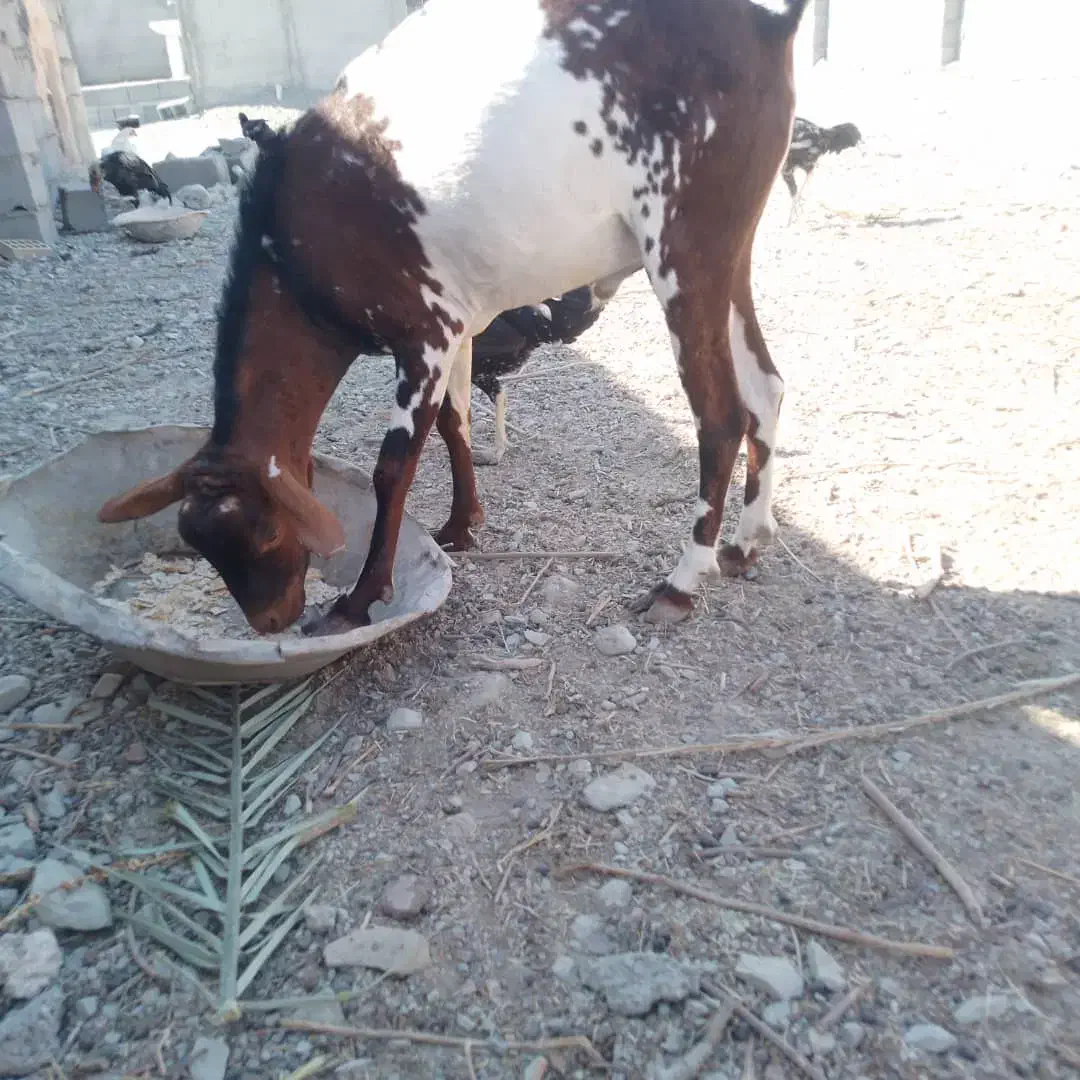 نری نقشی|حیوانات مزرعه|بندرعباس, |دیوار