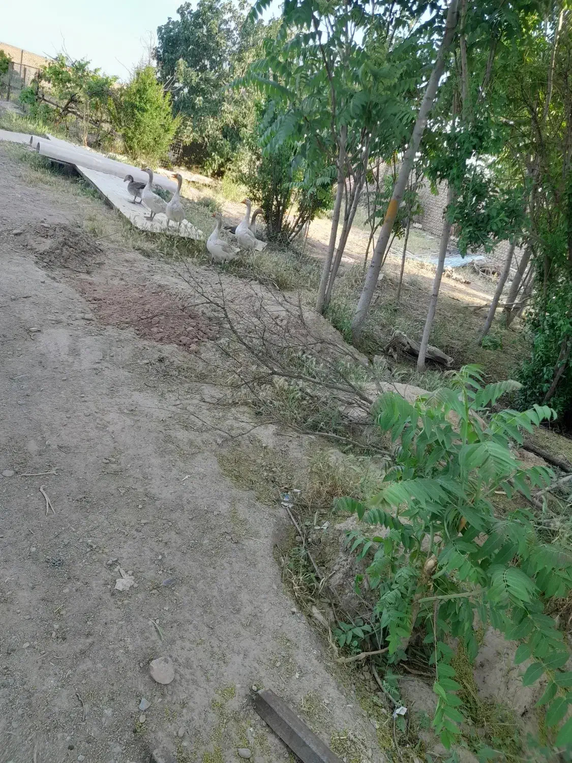 حیوانات|حیوانات مزرعه|نیشابور, ۲۲ بهمن|دیوار