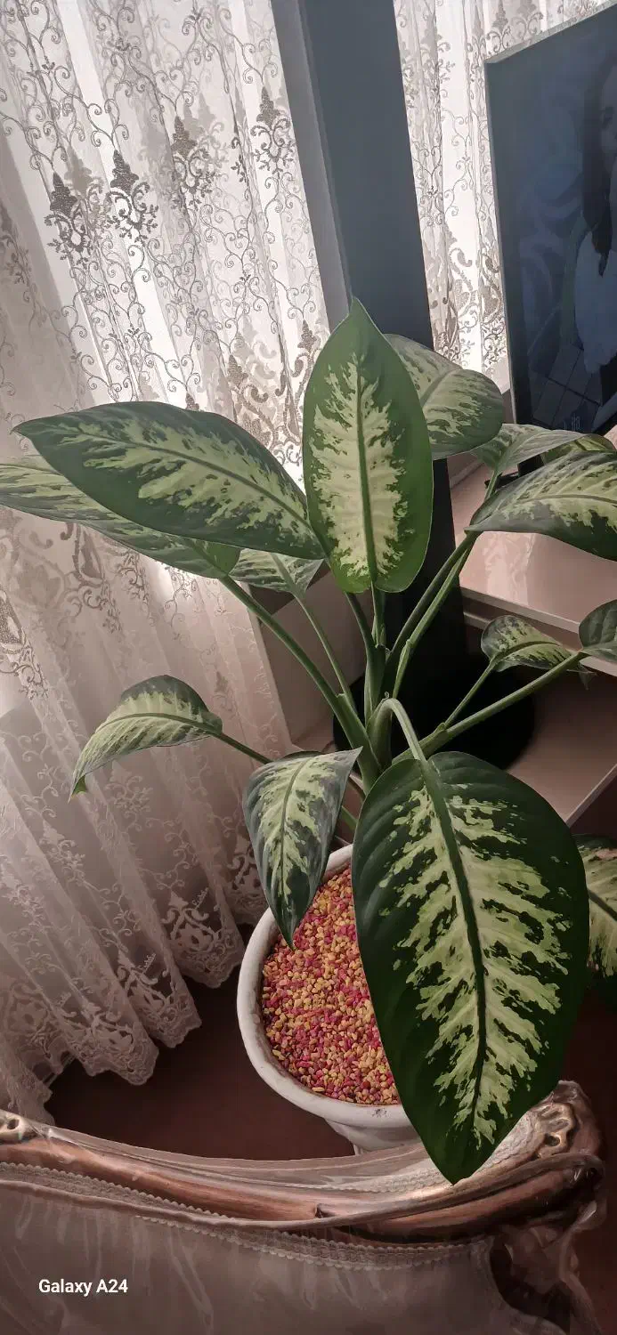 گل دیفن|گل و گیاه طبیعی|اردبیل, |دیوار